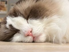 -藏猫猫咖啡主题馆(中央大道店)