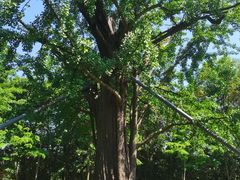 -上海佘山国家森林公园天马山园