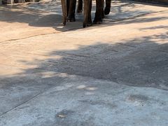 -深圳野生动物园