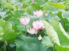 -光明港公园