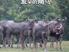 -上海野生动物园
