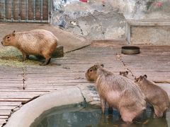 -石家庄市动物园