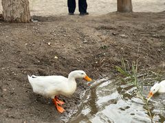 -金塔沙漠胡杨林景区