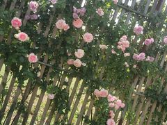 -洪湖家庭农场·团建·露营·会议