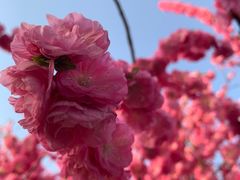 -大兴滨河森林公园