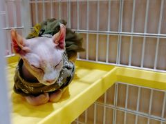 -藏猫猫咖啡主题馆(中央大道店)