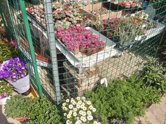 -金陵花卉交易市场