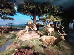 -国家自然博物馆