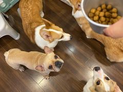 -柯斗斗主题餐厅·狗咖·围炉煮茶·茶饮(国瑞升平里店)