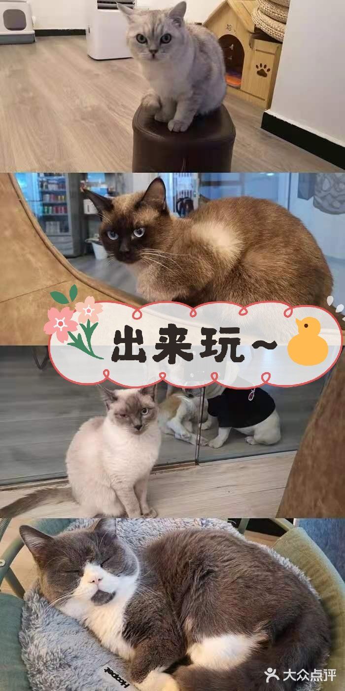 薅羊毛!西安养狗人必打卡的活动!不容错过!