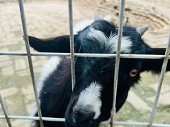 -武汉紫薇都市田园