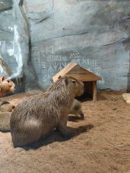 -Zoolung Zoolung动物主题公园(海信广场店)