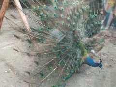 景点-成都动物园