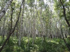 -塞罕坝国家级自然保护区