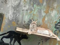 -青藏高原野生动物园
