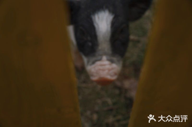 跟我一起去找小猪玩！