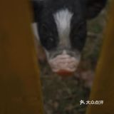 跟我一起去找小猪玩！