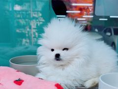 -FAELING PETS美天灵宠物(合生汇店)