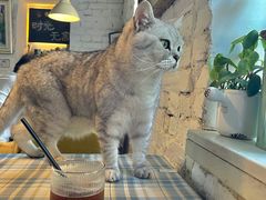 -不舍昼夜咖啡馆