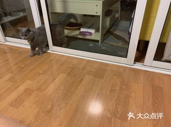 英短猫并不止是蓝猫这一种花色，还有好多颜色和花纹