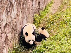 -都江堰中华大熊猫苑