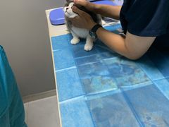 -关爱宠物医院·猫科中心·消化科(滨湖万达分院)