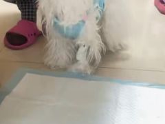 -美联众合动物医院·24h京西诊疗中心