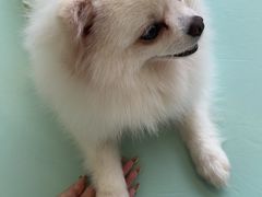 -怪兽屋·羊驼·猫咖·狗咖(俊华广场店)