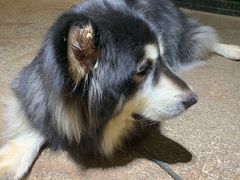 -more than meow吴止猫主题餐厅(承德 中船汇店)