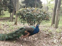 -合肥野生动物园