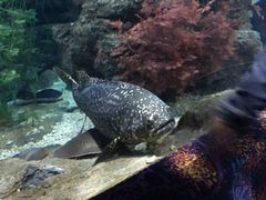 景点-郑州海洋馆