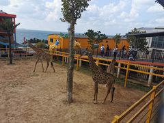 -西霞口神雕山野生动物世界