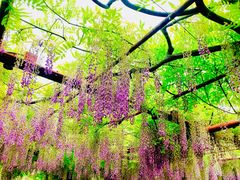 -嘉定紫藤园
