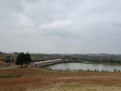-空港花田景区