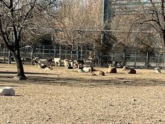 -北京麋鹿生态实验中心