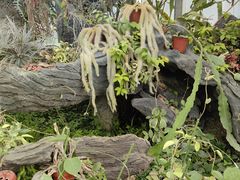 -国家植物园南园