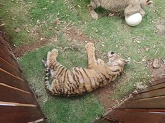 -西霞口神雕山野生动物世界