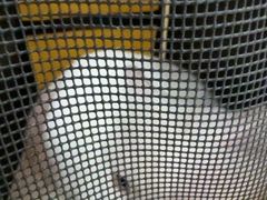 -全心全意连锁动物医院·微创中心·内科急重症·心脏专科(丰管路店)
