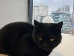 -怪兽屋·羊驼·猫咖·狗咖(俊华广场店)