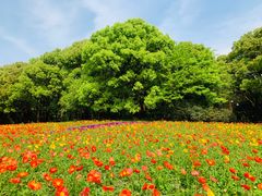 -上海共青森林公园