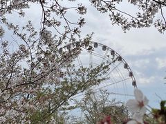 -顾村公园
