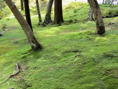 -西芳寺(苔寺)