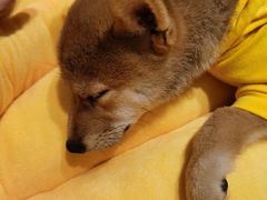 -逗柴咖啡屋·狗咖猫咖宠物桌游