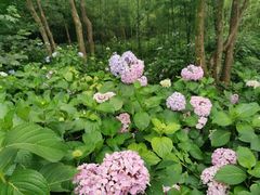 -西湖风景区-江洋畈生态公园