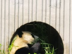 -卧龙中华大熊猫苑神树坪基地