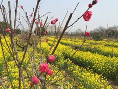 -南汇桃花村