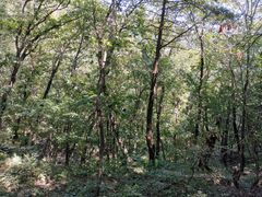 -北京上方山国家森林公园