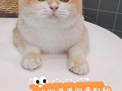 -十年猫舍·猫咪专门店(普陀店)