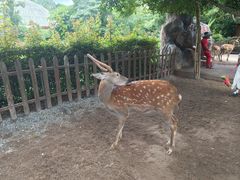 -野象谷景区
