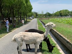 -嘉北郊野公园